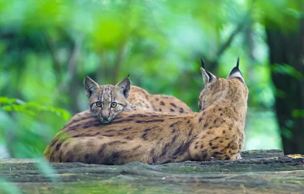 Picture tree, baby, lynx, mom