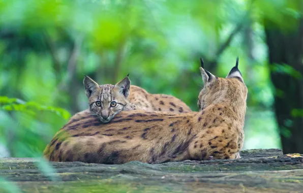 Tree, baby, lynx, mom