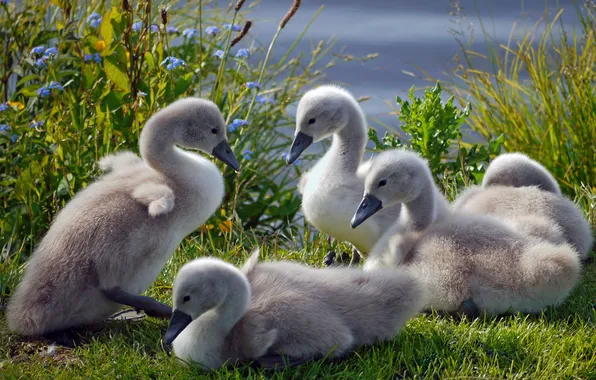 Grass, swans, Chicks
