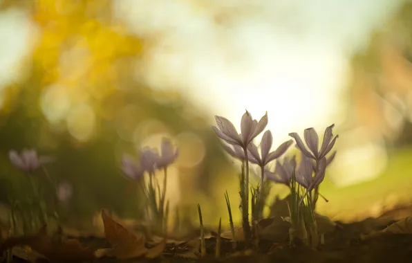 Picture woods, bokeh, rise from the ash, lateblooming