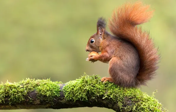 Picture branches, nature, green, background, moss, protein, red, nuts