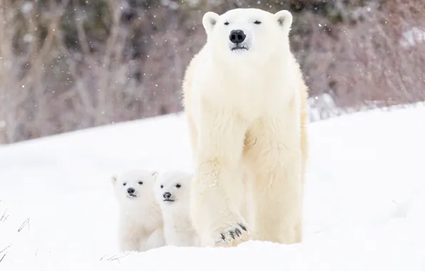 Winter, snow, bears, bear, cubs, Polar bears, two of the bear, Polar bears