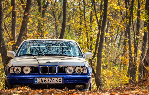 Autumn, leaves, lights, tuning, bmw, BMW, classic, 525