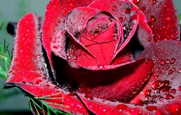 Flower, water, drops, Rosa, rose, petals, Bud