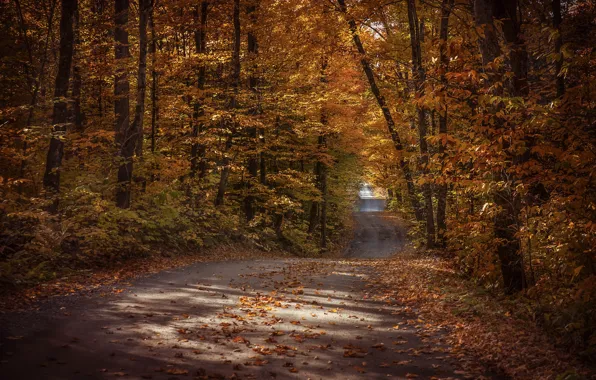 Picture road, autumn, forest