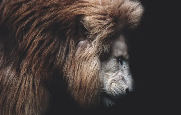 Leo, king, beast