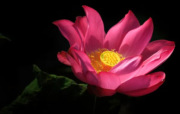 Picture buds, macro, flowers, light, petals, black background, Lotus, pink