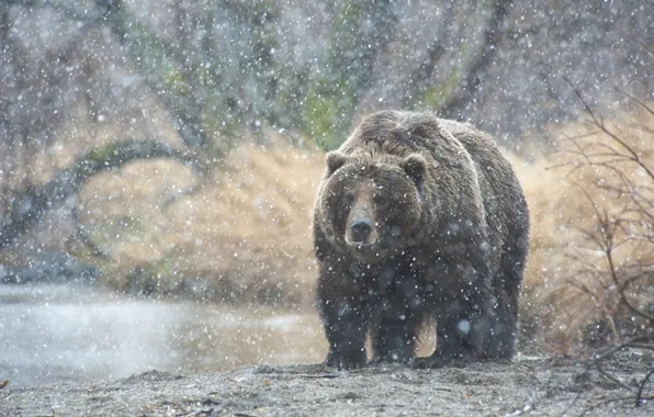 Picture snow, bear, Kamchatka