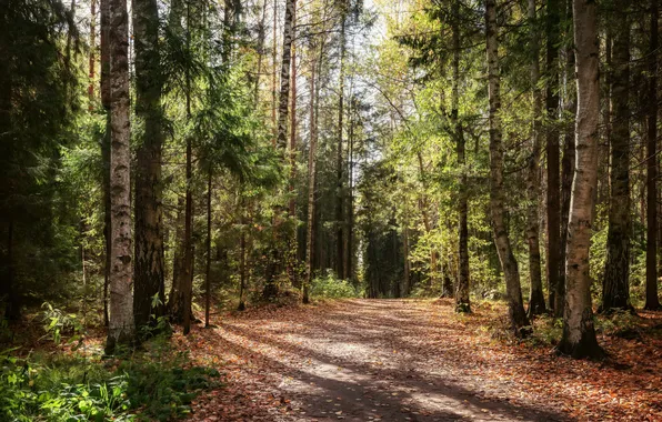 Road, greens, forest, light, trees, branches, nature, fog