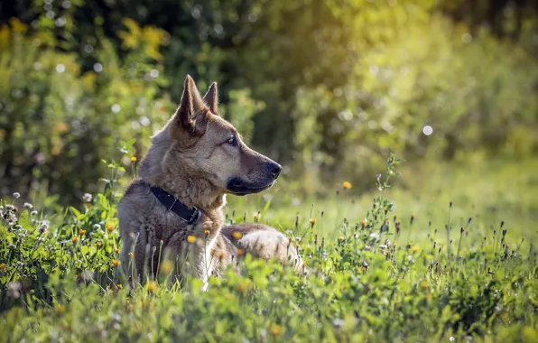 Nature, each, dog