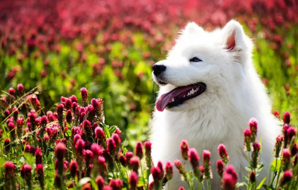 Flowers, dog, Samoyed