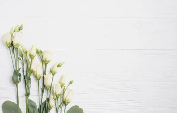Picture Flowers, White background, Eustoma