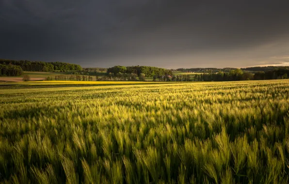 Picture field, summer, nature, the evening