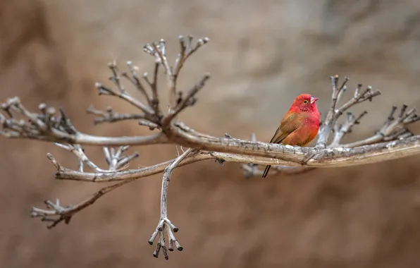 Branch, bird, baby