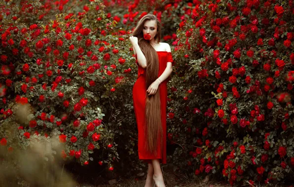 Picture girl, flowers, pose, roses, red dress, long hair, barefoot, rose bushes