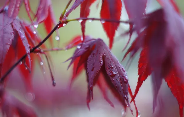 Picture autumn, leaves, water, drops, tree