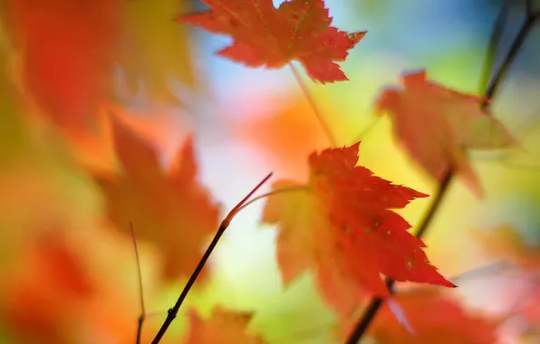 Leaves, macro, nature