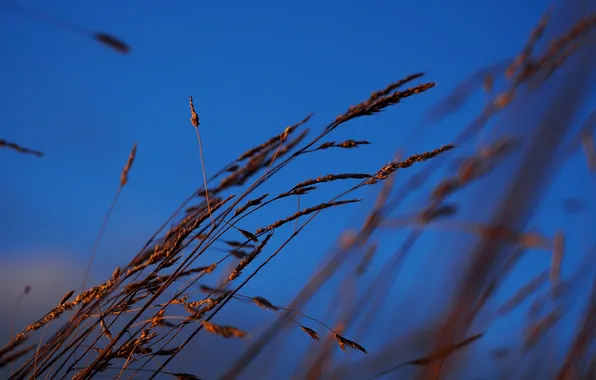 The sky, grass, nature, plant