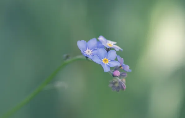 Picture green, blue, forget-me-not