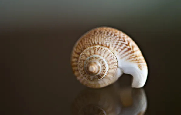 Picture macro, curls, shell