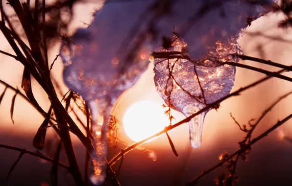 Ice, winter, grass, the sun, sunset, sparks