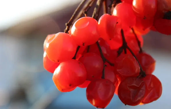 Nature, sun, berries