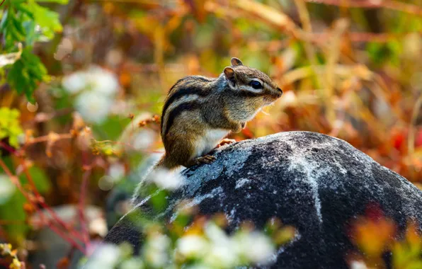 Picture autumn, grass, leaves, light, stones, Chipmunk, sitting, bokeh