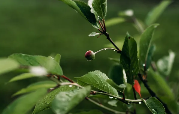 Green background, cherry sprig, berry, drops