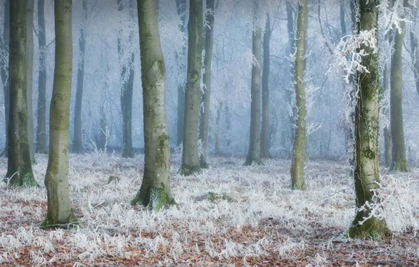 Winter, frost, forest, trees, England, haze, Dorset, Compton Abbas