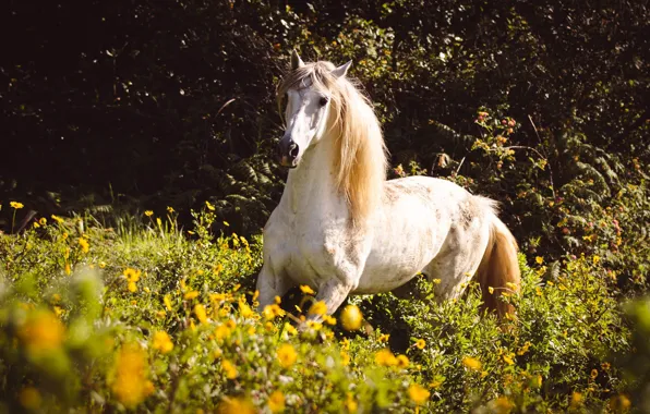 White, look, face, light, flowers, nature, horse, thickets