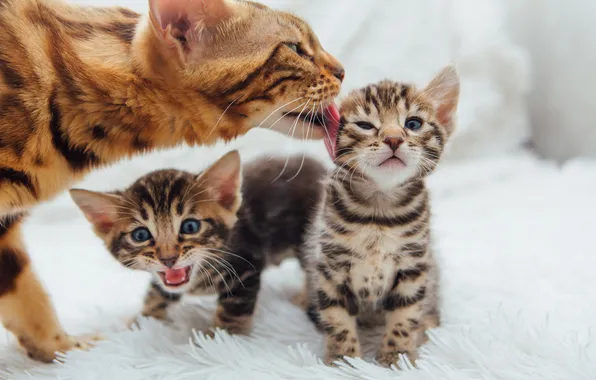 Cat, look, cats, pose, kittens, face