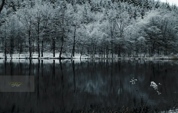 Cold, forest, snow, lake