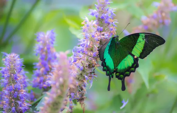 Macro, flowers, butterfly