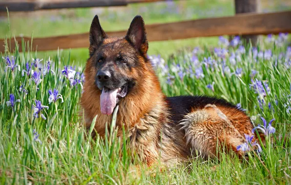 Flowers, dog, German shepherd