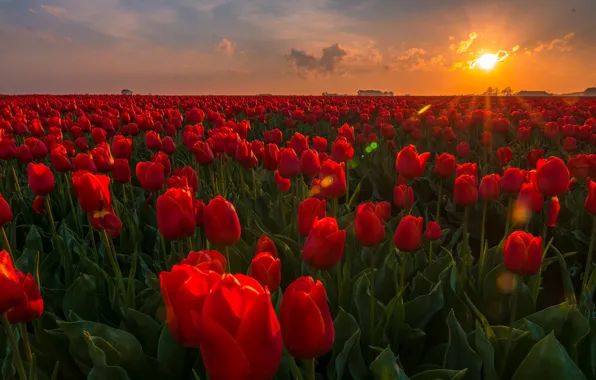 Field, sunset, flowers, tulips, Netherlands, buds, plantation