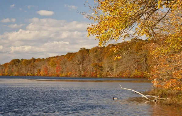 Picture autumn, forest, the sky, leaves, water, clouds, trees, river