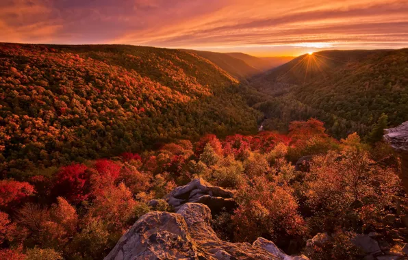 Autumn, forest, landscape, sunset, paint, light. nature