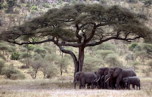 Elephants, tree, Savanna
