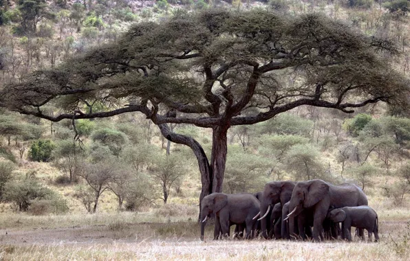 Picture Tree, elephants, savanna