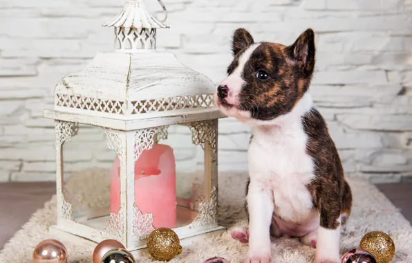 Look, balls, pose, holiday, candle, dog, baby, Christmas