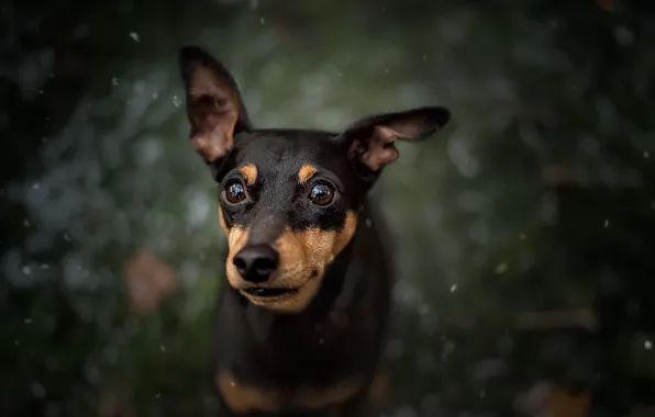 Picture look, each, dog