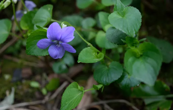 Leaves, Leaves, Purple flower, Flower