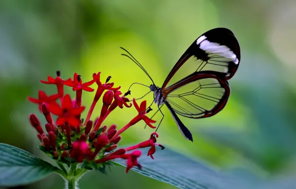 Macro, flowers, butterfly