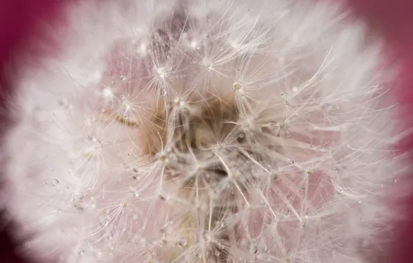 Flower, nature, dandelion, blade of grass