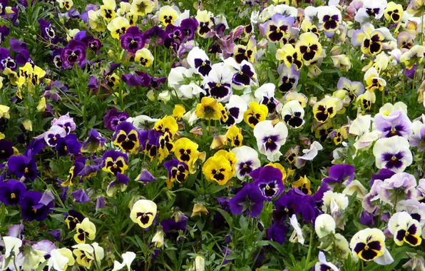 Flowers, glade, spring, yellow, garden, purple, white, Pansy