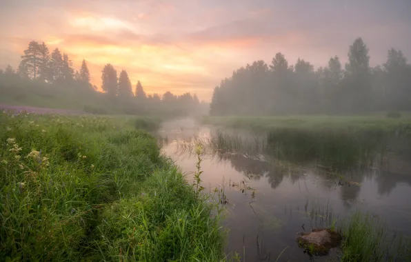 Forest, summer, grass, clouds, light, trees, fog, lake