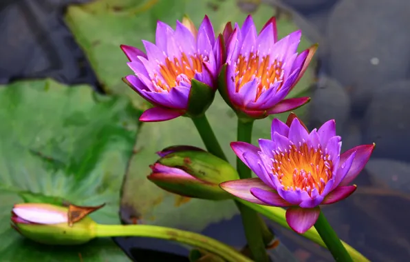 Purple, water lilies, Nymphaeum