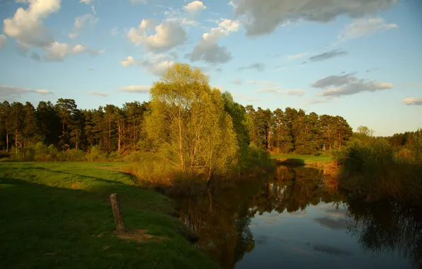 Picture forest, the sky, grass, landscape, river, stay, walk