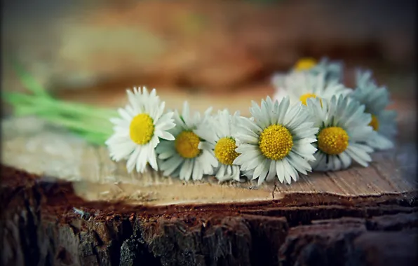 Flowers, stump, chamomile