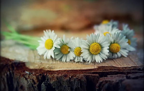 Picture flowers, stump, chamomile